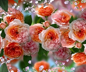 Róże, Grafika, Pomarańczowo-różowe
