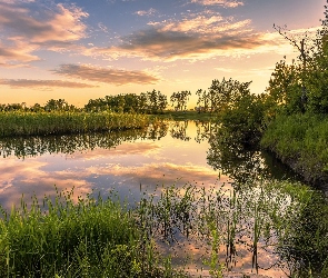 Jezioro, Zachód słońca, Trawa, Drzewa, Szuwary