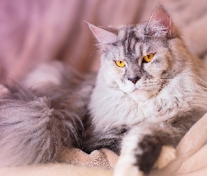 Mainkun, Maine coon, Leżący, Kot