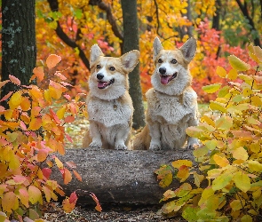 Dwa, Psy, Jesień, Las, Liście, Welsh corgi pembroke