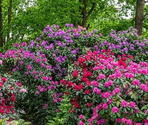 Różaneczniki, Rododendrony, Kolorowe, Krzewy