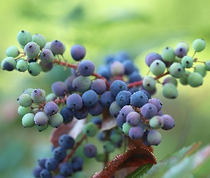 Fioletowe, Krzew, Jagody, Owoce, Mahonia pospolita