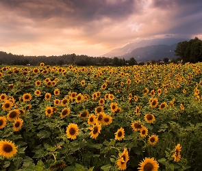 Chmury, Drzewa, Słoneczniki, Plantacja