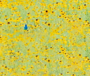 Kwiaty, Ptak, Niebieski, Rudbekia, Żółte