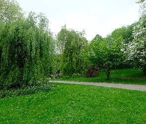 Park, Wiosna, Ścieżka, Wierzba, Trawnik, Drzewa