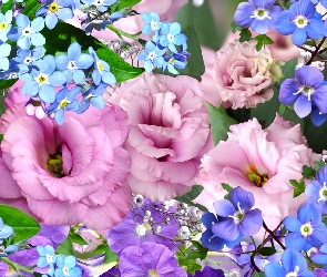 Grafika, Niezapominajki, Kwiaty, Eustoma
