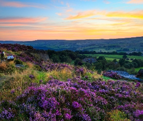 Ławka, Zachodnie Yorkshire, Anglia, Wrzosy, Kwiaty, Przyroda, Wrzosowisko, Norland Moor