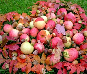 Trawa, Żołędzie, Jabłka, Liście