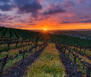 Kalifornia, Livermore, Winogron, Stany Zjednoczone, Chmury, Plantacja, Zachód słońca