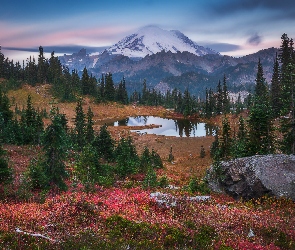 Góry, Park Narodowy Mount Rainier, Stany Zjednoczone, Drzewa, Jezioro Tipsoo, Stan Waszyngton, Stratowulkan Mount Rainier