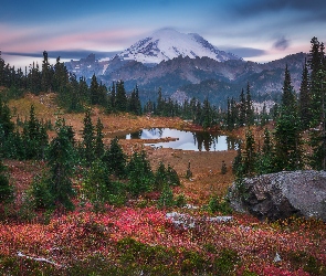 Stan Waszyngton, Jezioro Tipsoo, Góry, Stany Zjednoczone, Drzewa, Park Narodowy Mount Rainier, Stratowulkan Mount Rainier