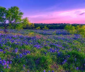 Drzewa, Lupinus texensis, Kwiaty, Zachód słońca, Łubiny, Łąka, Niebieskie