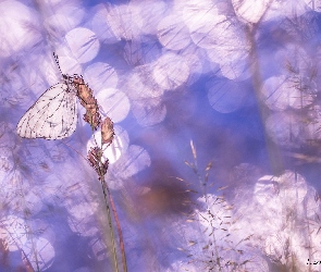 Motyl, Trawy, Źdźbła, Niestrzęp głogowiec