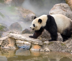 Niedźwiedź, Panda wielka, Zarośla, Kamienie, Mgła, Woda