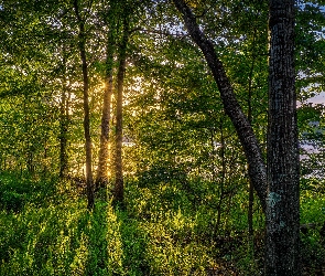 Drzewa, Słońce, Promyki, Rośliny, Las