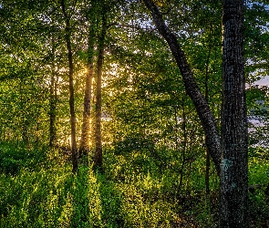 Las, Słońce, Rośliny, Promyki, Drzewa