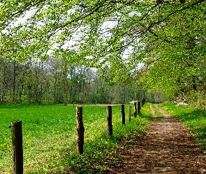 Droga, Polna, Ogrodzenie, Trawa, Drzewa, Gałęzie, Łąka