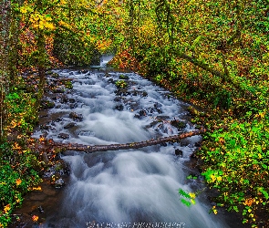 Las, Jesień, Rzeka Bridal Veil Creek, Kamienie, Oregon, Drzewa, Stany Zjednoczone, Rezerwat przyrody Columbia River Gorge
