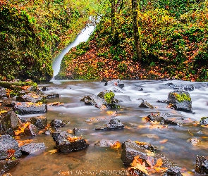 Las, Kamienie, Rzeka Bridal Veil Creek, Wodospad Bridal Veil Falls, Stany Zjednoczone, Rezerwat przyrody Columbia River Gorge, Jesień, Oregon, Drzewa