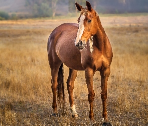 Kasztanowaty, Koń