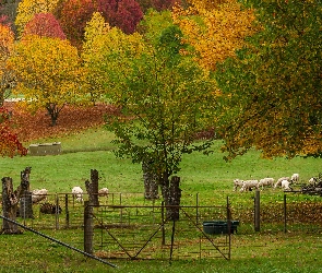 Łąka, Owce, Jesień, Drzewa, Stan Wiktoria, Zagroda, Australia, Wandiligong Valley