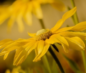 Zbliżenie, Rudbekia, Żółty, Kwiat