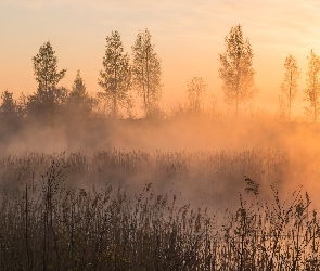 Mgła, Wschód słońca, Drzewa, Trawa, Łąka