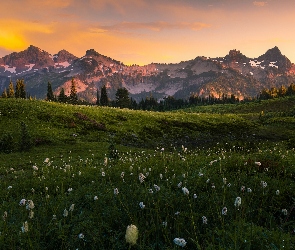 Góry Kaskadowe, Stan Waszyngton, Roślinność, Stany Zjednoczone, Chmury, Łąka, Pasmo Tatoosh, Park Narodowy Mount Rainier, Drzewa