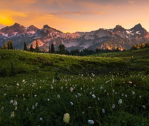 Park Narodowy Mount Rainier, Łąka, Pasmo Tatoosh, Góry Kaskadowe, Stany Zjednoczone, Chmury, Roślinność, Stan Waszyngton, Drzewa