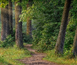 Las liściasty, Przebijające światło, Ścieżka, Drzewa