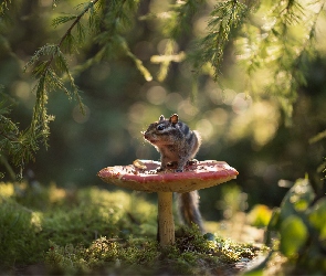 Grzyb, Światło, Chipmunk, Pręgowiec, Gałązki