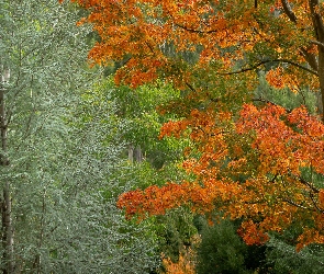 Liście, Kolorowe, Drzewa, Jesień