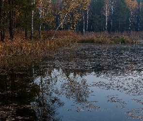 Odbicie, Jezioro, Las, Jesień, Drzewa, Brzozy