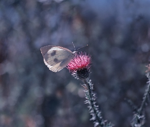Oset, Kwiat, Motyl, Bielinek