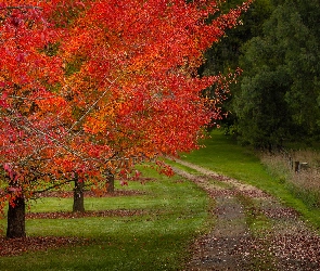 Drzewa, Czerwone, Droga, Park, Australia, Wandiligong, Liście, Stan Wiktoria, Jesień