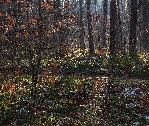 Drzewa, Jesień, Liście, Brązowe, Las