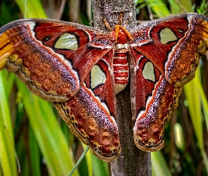 Pawica atlas, Skrzydła, Ćma