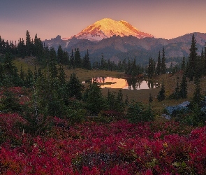 Stratowulkan Mount Rainier, Park Narodowy Mount Rainier, Stany Zjednoczone, Drzewa, Jezioro Tipsoo, Stan Waszyngton, Góry