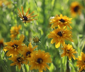 Rudbekie, Kwiaty, Żółte