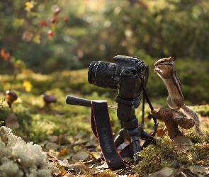 Grzyb, Chipmunk, Aparat fotograficzny, Pręgowiec