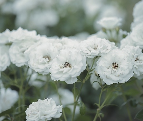 Białe, Zbliżenie, Róże, Kwiaty