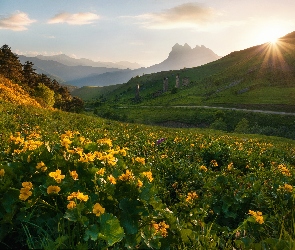 Kwiaty, Republika Inguszetii, Kaukaz, Rosja, Erzi, Góry, Promienie słońca, Drzewa, Ruiny