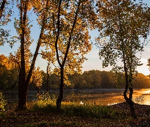 Rozświetlone, Lasy, Drzewa, Słońcem, Jezioro