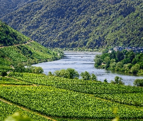 Rzeka Mozela, Niemcy, Roślinność, Saksonia, Winnice