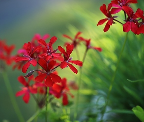 Czerwona, Kwiat, Pelargonia