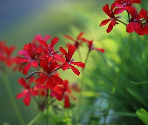 Pelargonia, Kwiat, Czerwona
