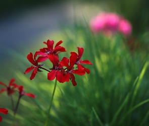 Pelargonia, Kwiaty, Czerwona