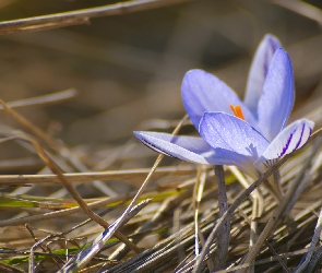 Trawa, Sucha, Krokus, Kwiat