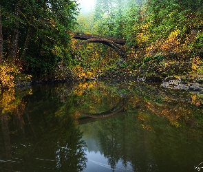 Stany Zjednoczone, Stan Waszyngton, Rzeka Lewis River, Las, Most Moulton Falls Bridge, Skały