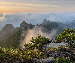 Góry Wolchulsan, Skały, Korea Południowa, Mgła, Wschód słońca, Sosna